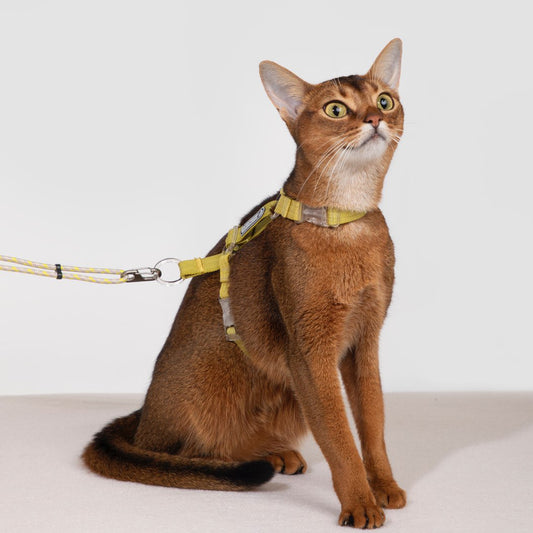 Cat chest and back leash harness
