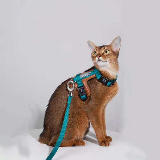 Kitten chest and back leash harness